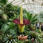 Corpse Flower ‘Horace’ Set to Bloom at Como Park Conservatory, Drawing Midwest Crowds